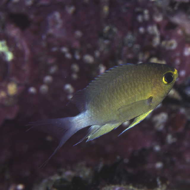 Chromis ovatiformis